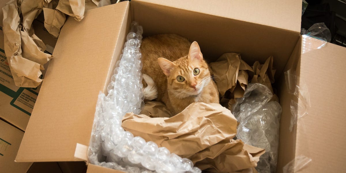 You are currently viewing Couple Accidentally Sent Cat in Amazon Package, Arrived 6 Days Later