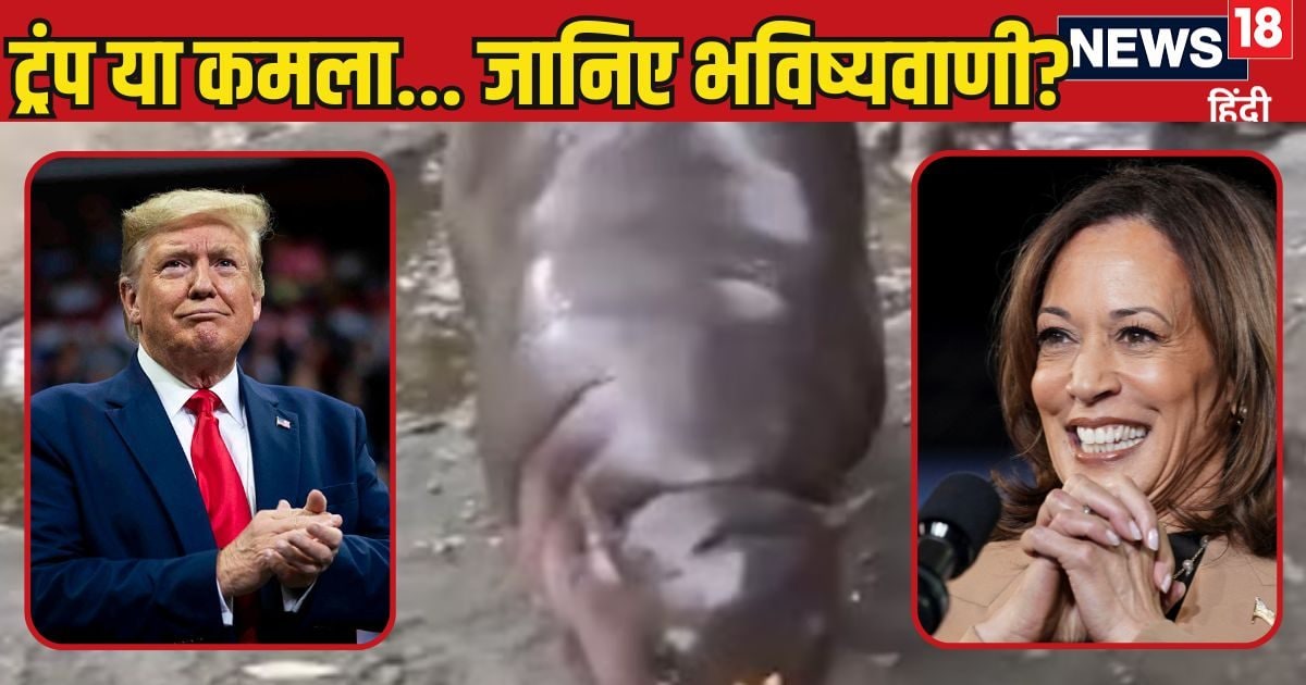 You are currently viewing Kamala Harris or Donald Trump… who will win the US elections? The baby hippo made the prediction, you know how it worked